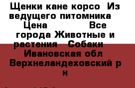 Щенки кане корсо! Из ведущего питомника! › Цена ­ 60 000 - Все города Животные и растения » Собаки   . Ивановская обл.,Верхнеландеховский р-н